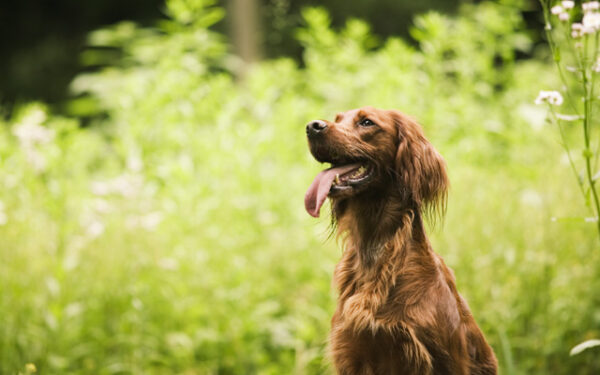 愛犬家住宅コーディネーターとは｜犬と暮らす家を相談できる専門家