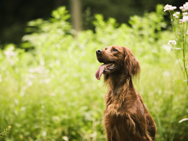 愛犬家住宅コーディネーターとは｜犬と暮らす家を相談できる専門家